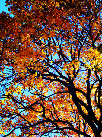 Beautiful autumn tree