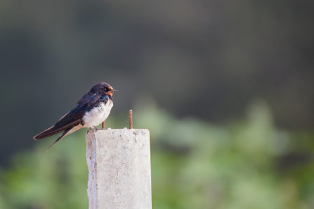 Beautiful swallow sitting on Concrete poles