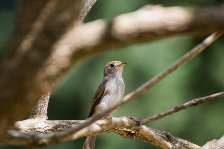 Brown streaked flycatcher perching on a branchの写真素材