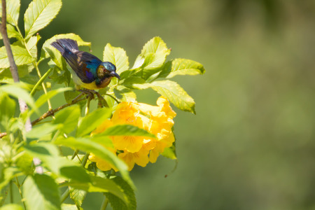 Pollinatorの写真素材