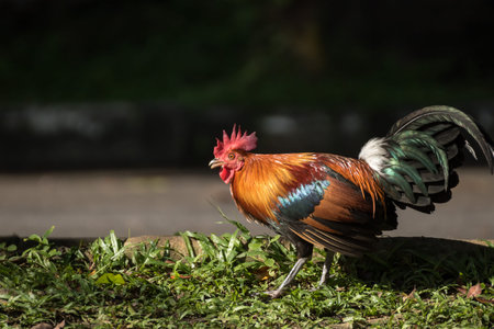 Red junglefowl