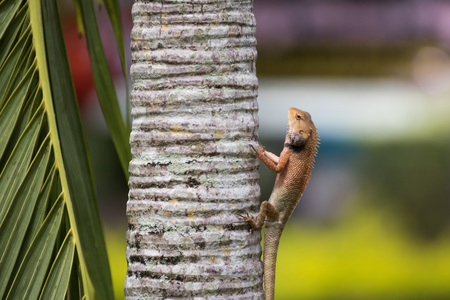 The Lizard form Thailand countryの写真素材