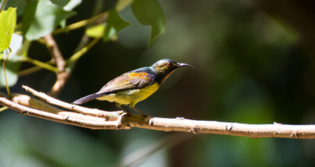 Olive back sunbird perching on a branchの写真素材