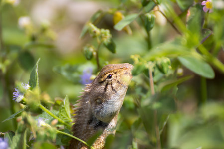 Lizards are a widespread group of squamate reptiles