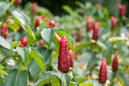 Red flower From Thailand country (Southeast Asia)の写真素材