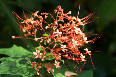 Red flower From Thailand country ( Asia)の写真素材