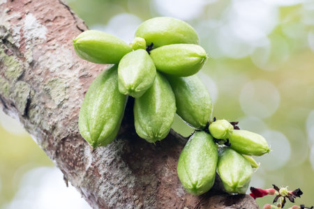 The bilimbi Genus Averrhoaの写真素材