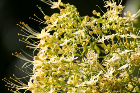 Yellow flower From Thailand country (Southeast Asia)の写真素材
