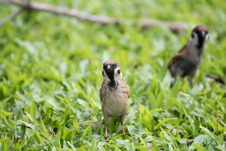 House sparrow perched on branch