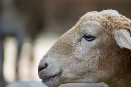 this is a close up of a daughter sheepの写真素材
