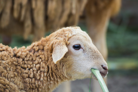 this is a close up of a daughter sheepの写真素材