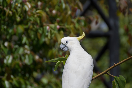 Portrait of  Cockatoo that beautiful bird form Zooの写真素材