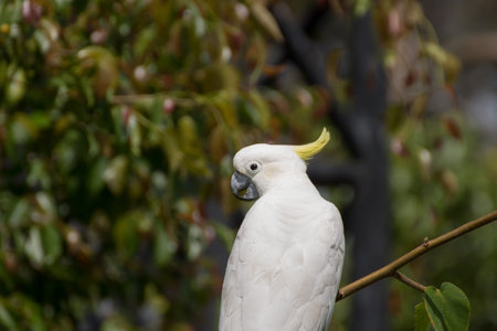 Portrait of  Cockatoo that beautiful bird form Zooの写真素材