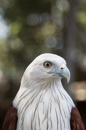 Brahminy Kite (Red-backed Sea Eagle) Brahminy Kite bird from Thailandの写真素材