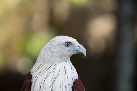 Brahminy Kite (Red-backed Sea Eagle) Brahminy Kite bird from Thailandの写真素材