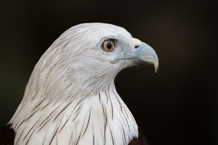 Brahminy Kite (Red-backed Sea Eagle) Brahminy Kite bird from Thailandの写真素材
