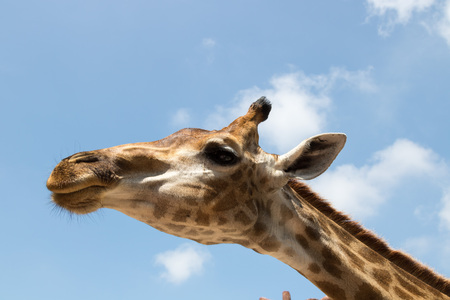 giraffes in the zoo safari parkの写真素材