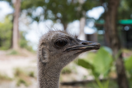 The ostrich or common ostrich (Struthio camelus) is either one or two species of large flightless birds native to Africaの写真素材