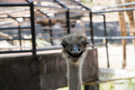 The ostrich or common ostrich (Struthio camelus) is either one or two species of large flightless birds native to Africaの写真素材