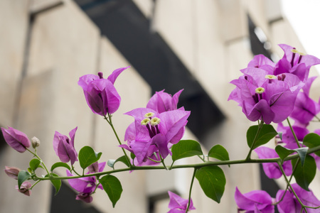 Purple flower That beautiful, Flower from thailand, Asiaの写真素材