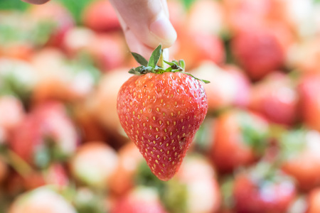 Strawberries are the first fruit to ripen each spring, redの写真素材