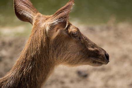 Portrait of deer from Thailand Asiaの写真素材