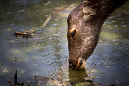 Portrait of deer from Thailand Asiaの写真素材