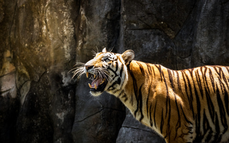 tiger looking something on the rockの写真素材