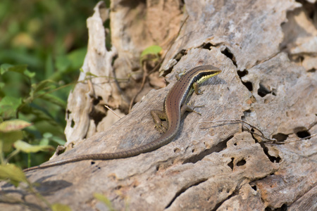 The Lizard posting on a piece of woodの写真素材