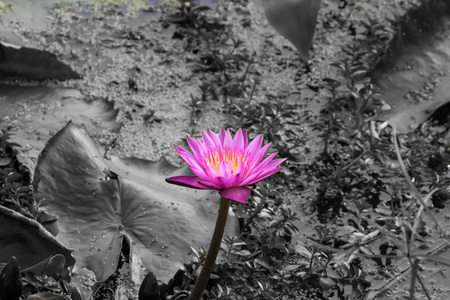 pink color lotus From Thailand country (Southeast Asia)の写真素材