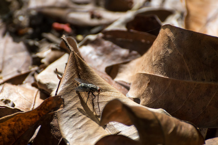 The leaves are so dry. Authumnの写真素材