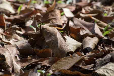 The leaves are so dry. Authumnの写真素材