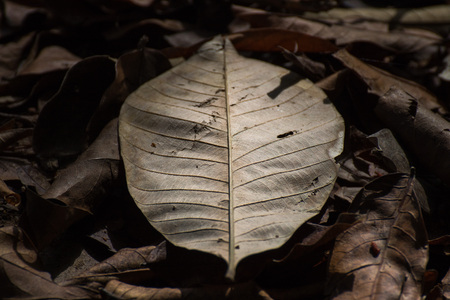 The leaves are so dry. Authumnの写真素材