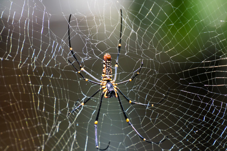 Golden Spider on it web in the wild.の写真素材
