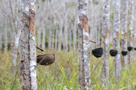 source of natural rubber latex is the ParÃ¡ rubber treeの写真素材