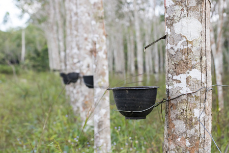source of natural rubber latex is the ParÃ¡ rubber treeの写真素材
