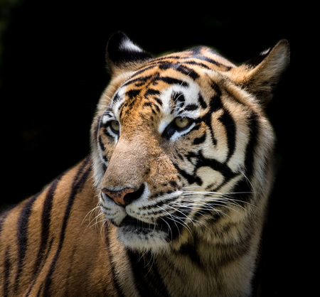 tiger looking something on the rockの写真素材