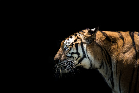 tiger looking something on the rockの写真素材