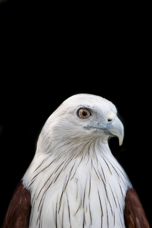 Brahminy Kite (Red-backed Sea Eagle) Brahminy Kite bird from Thailandの写真素材