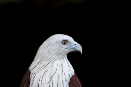 Brahminy Kite (Red-backed Sea Eagle) Brahminy Kite bird from Thailandの写真素材