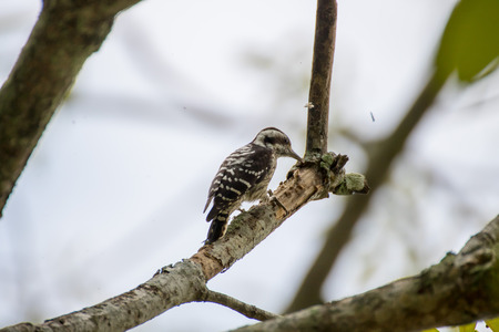 Pygmy woodpecker find the insectの写真素材