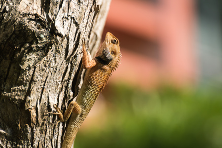 Portrait of  Lizard  from Thailand (Southeast Asia)の写真素材