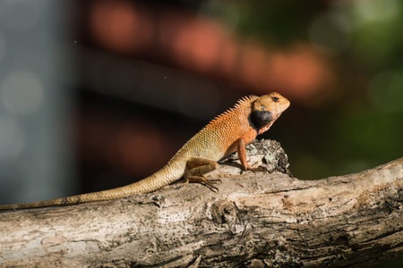 Portrait of  Lizard  from Thailand (Southeast Asia)