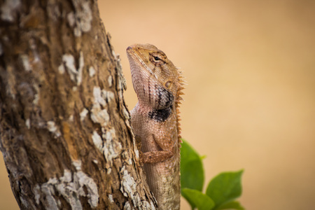 Portrait of  Lizard  from Thailand (Southeast Asia)の写真素材