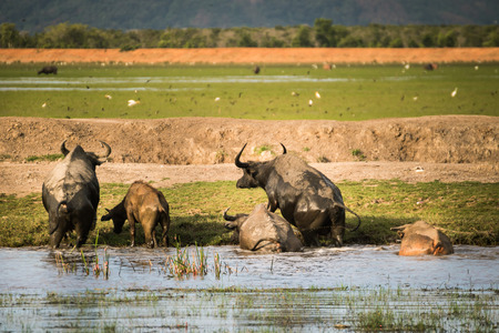 Thai buffalo grazing in marshy swamp areaの写真素材
