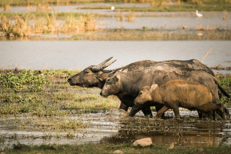 Thai buffalo grazing in marshy swamp areaの写真素材