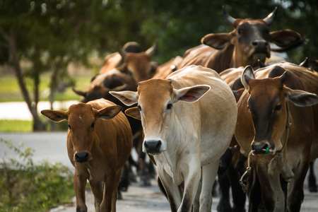 Herd ox on the country road at Thailandの写真素材