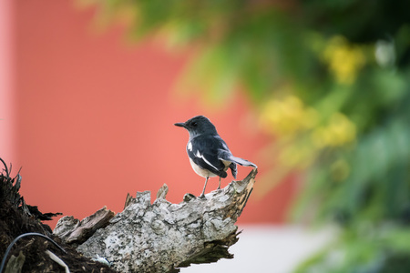 Baby oriental magpie robin perching on a branchの写真素材