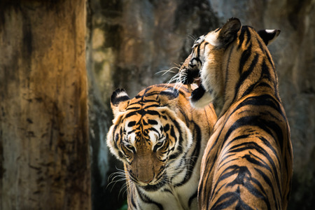 Two Tigers fighting in the cave at Zooの写真素材