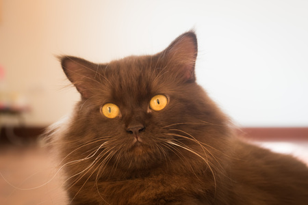 ortrait of Black  Longhair Persian Catの写真素材